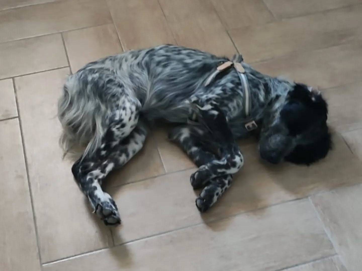 Adotta un cane, taglia media, maschio, Latina