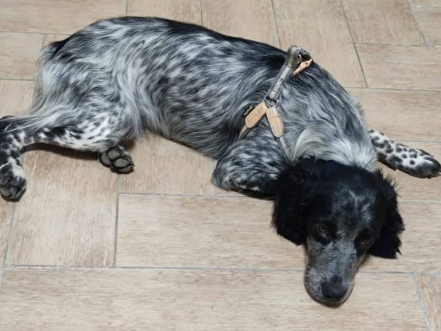 Vuoi adottare un cane a Latina?