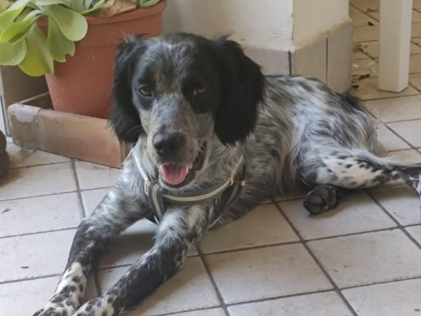 Adotta il cane Lillo a Latina