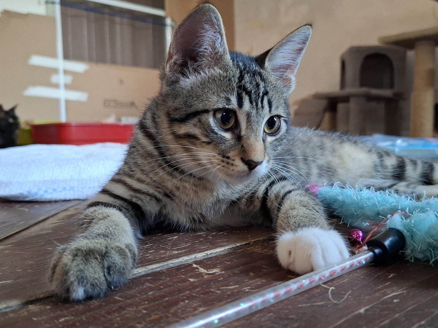 Adozione gatto, maschio, Razza sconosciuta Razza sconosciuta, 2 mesi, taglia non valida, Padova