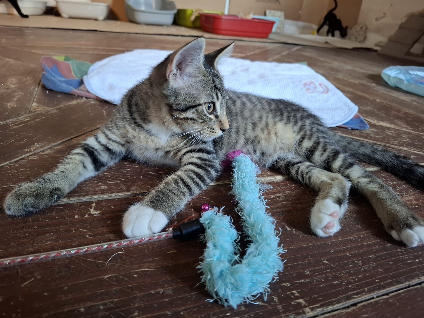 Adotta un gatto, maschio, 2 mesi, Padova