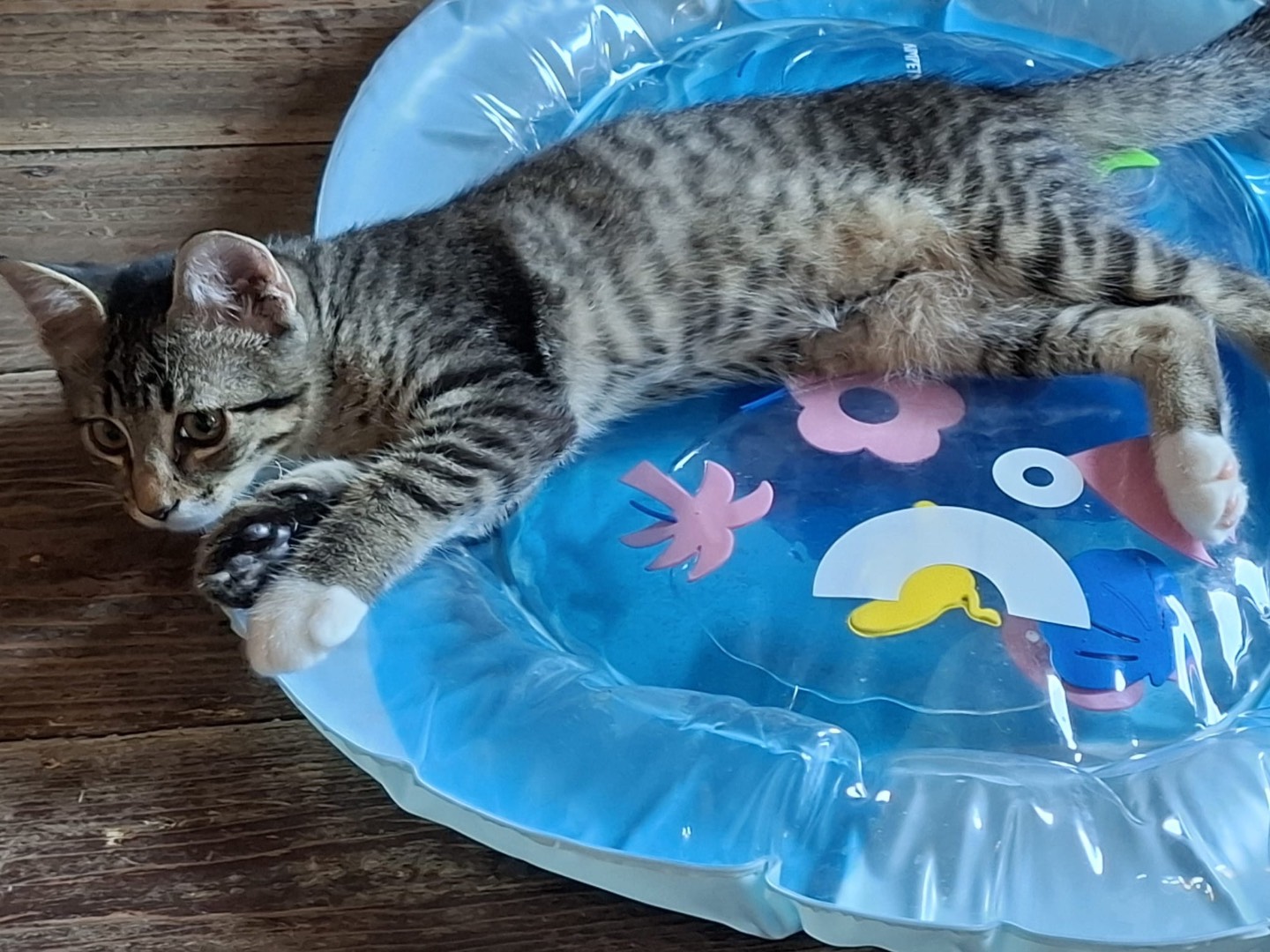 Adotta un gatto, taglia non valida, maschio, Padova