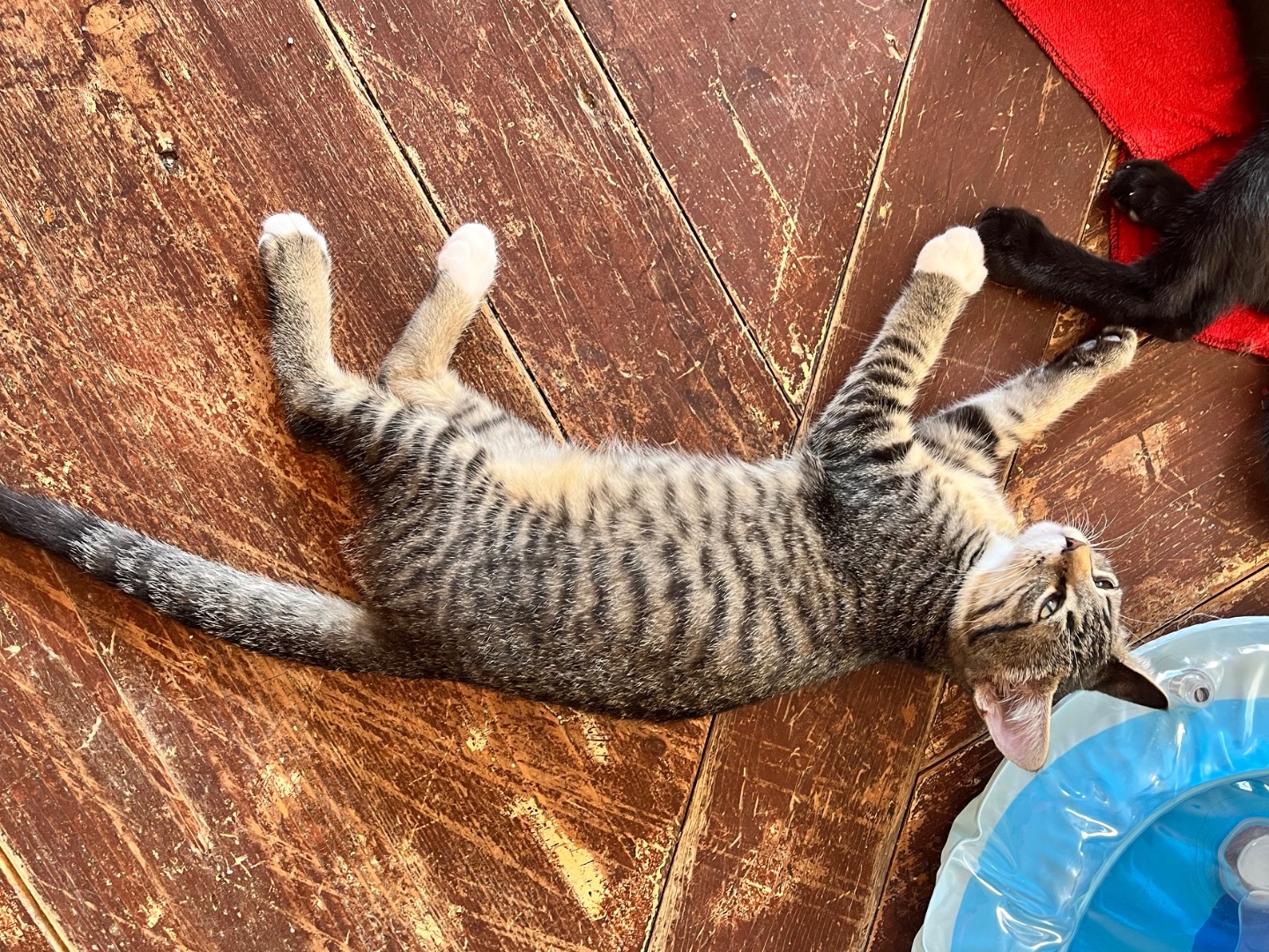 Adotta il gatto Kit a Padova