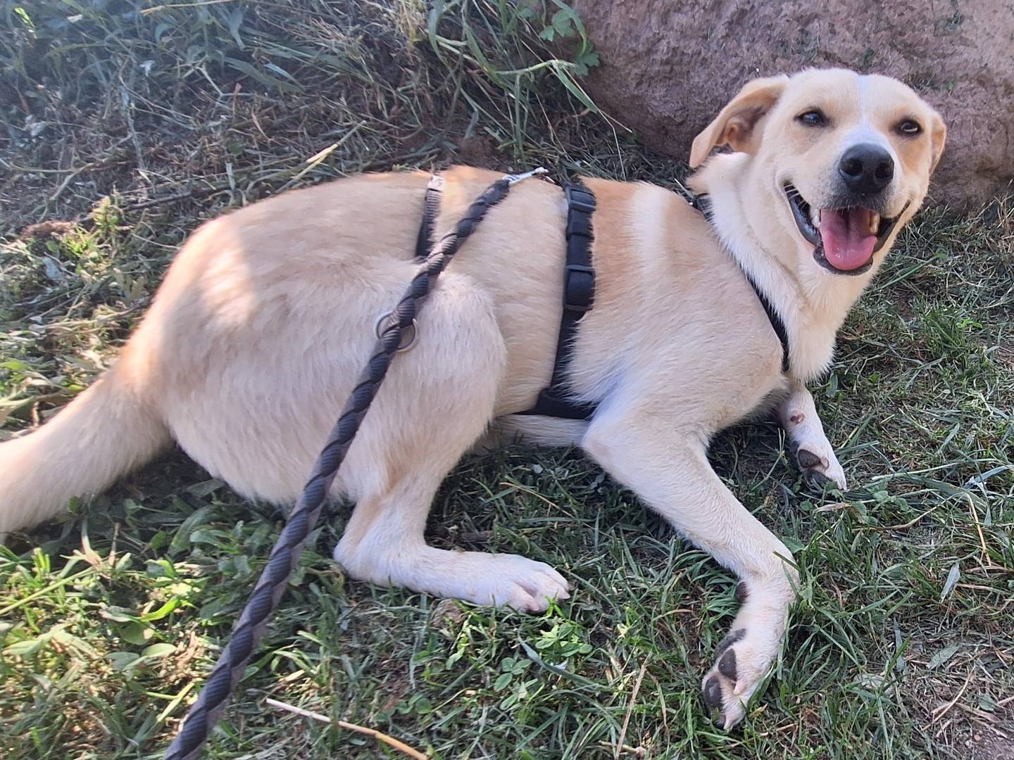 Vuoi adottare un cane a Como?