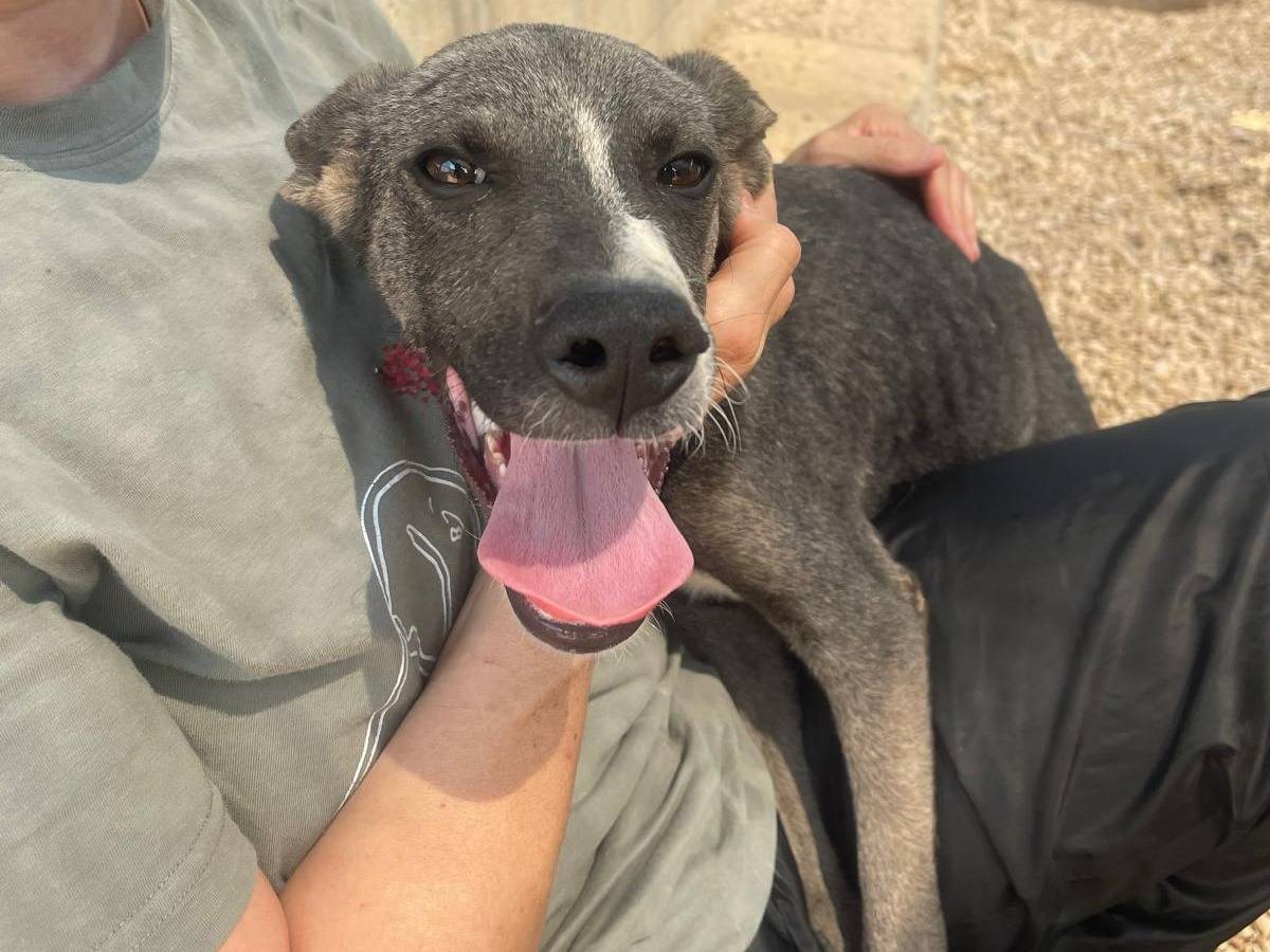 Adozione cane, maschio, Razza sconosciuta Razza sconosciuta, 4 mesi, taglia media, Bergamo