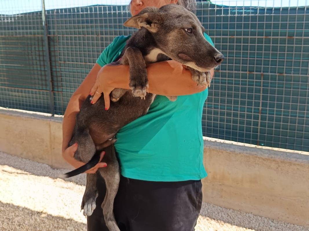 Adotta un cane, maschio, 4 mesi, Bergamo