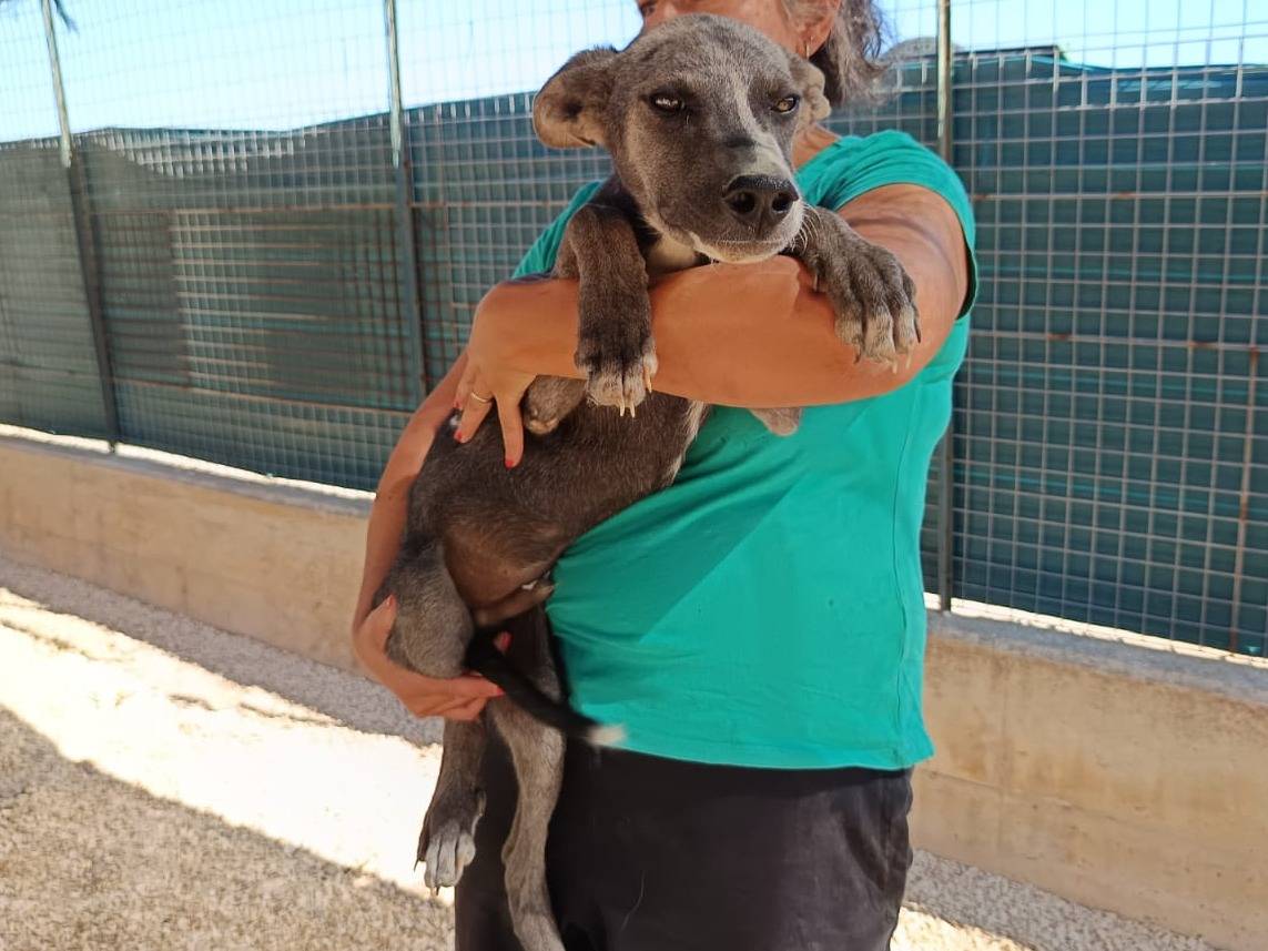 Adotta un cane, taglia media, maschio, Bergamo