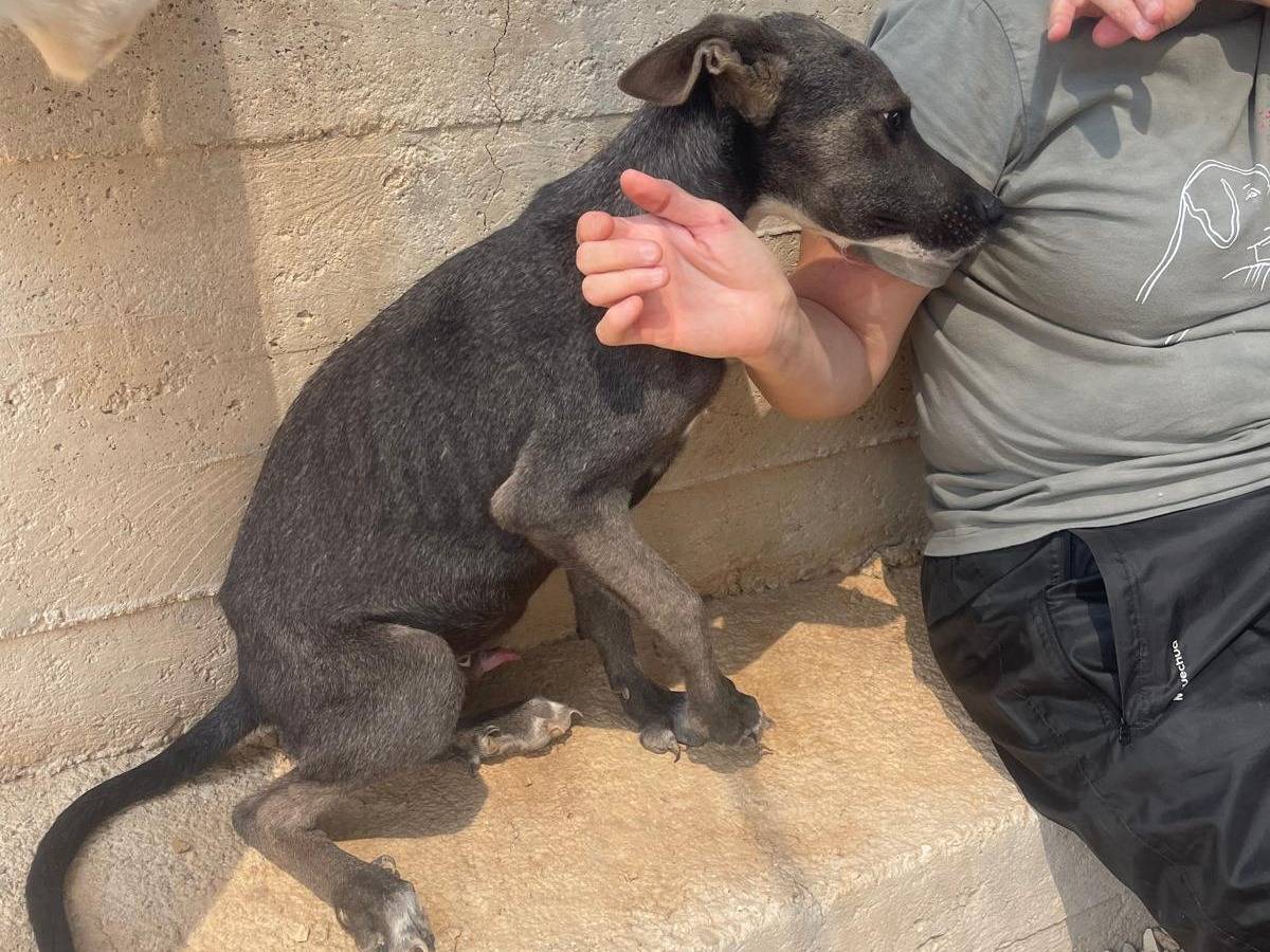 Vuoi adottare un cane a Bergamo?