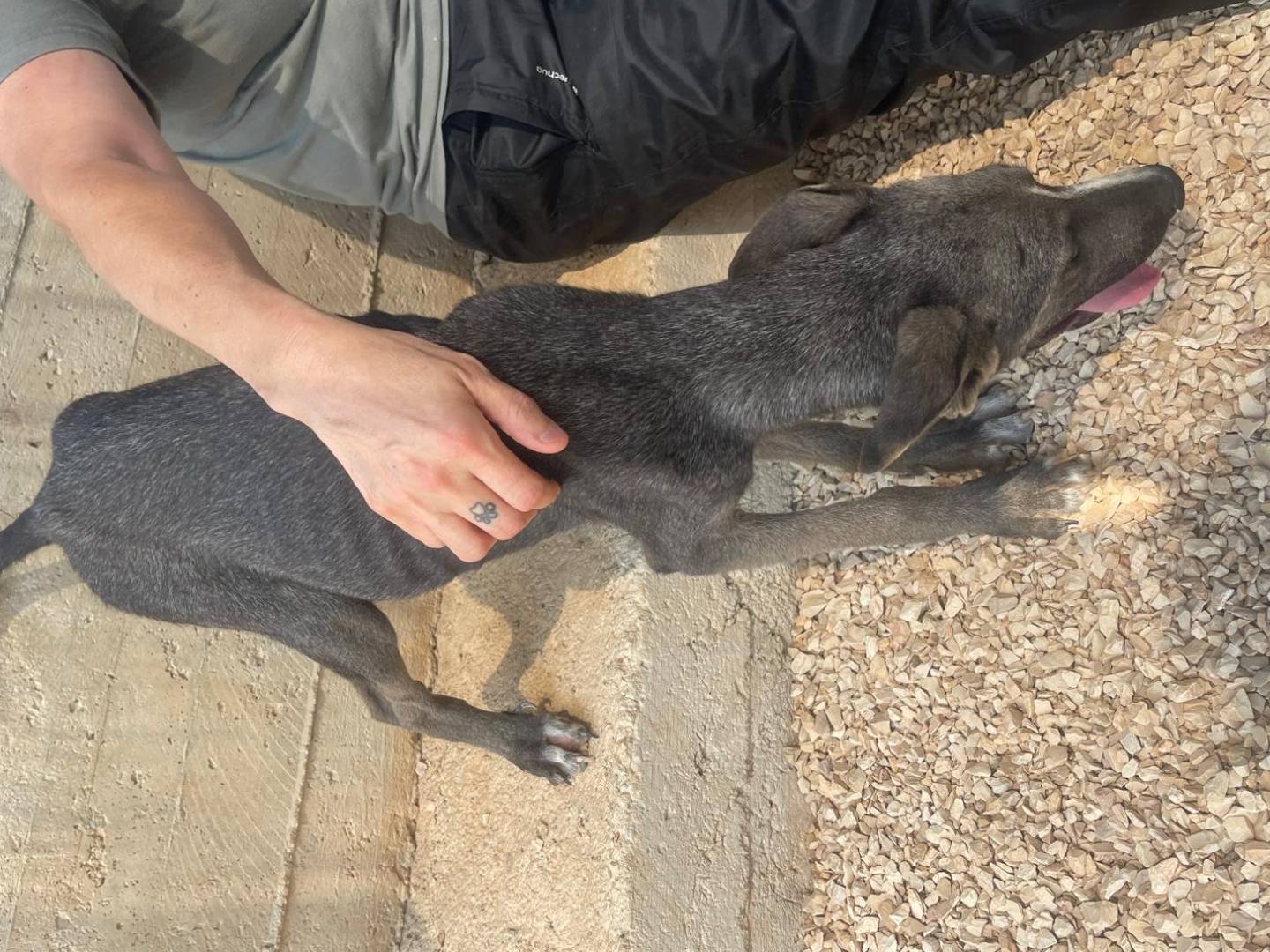 Adotta il cane Remy a Bergamo