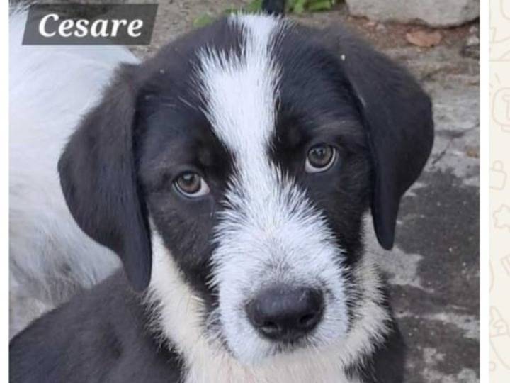 Adozione cane, maschio, Razza sconosciuta Razza sconosciuta, 3 mesi, taglia media, Siracusa
