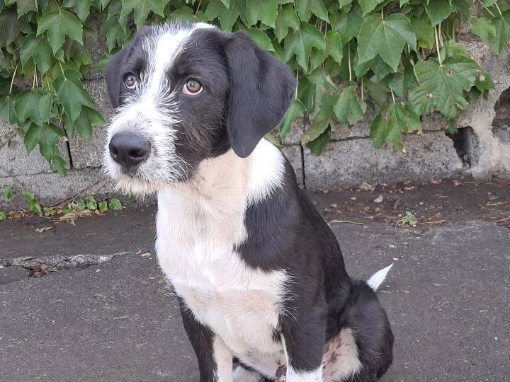 Adotta un cane, maschio, 3 mesi, Siracusa