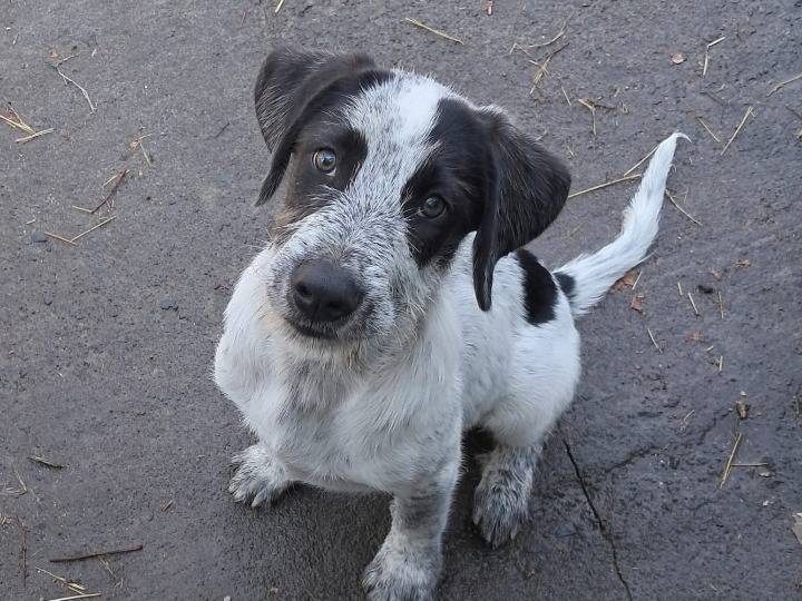 Adozione cane, maschio, Razza sconosciuta Razza sconosciuta, 3 mesi, taglia media, Siracusa