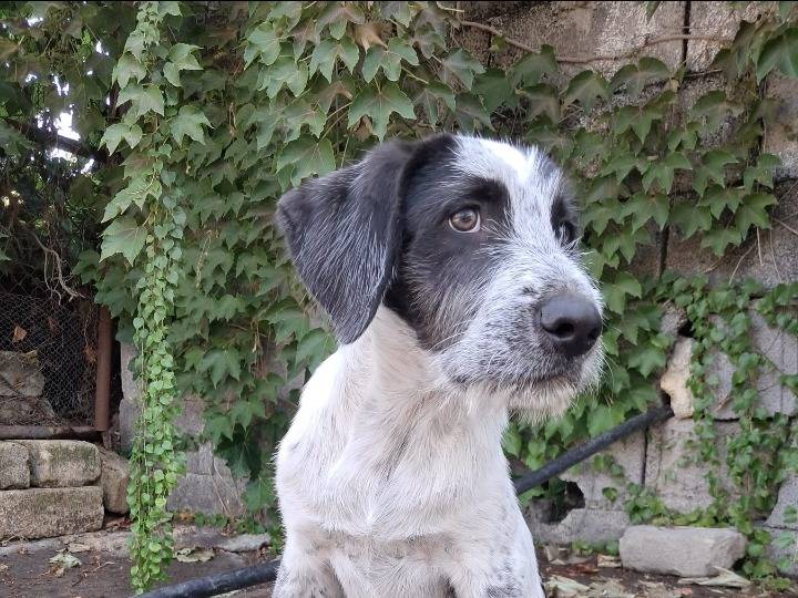 Adotta un cane, taglia media, maschio, Siracusa