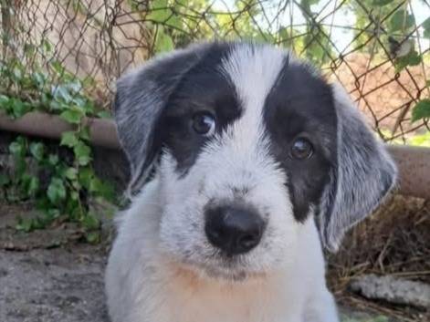 Vuoi adottare un cane a Siracusa?