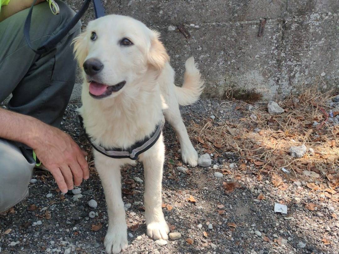 Adozione cane, maschio, Pastore svizzero Razza sconosciuta, 4 mesi, taglia media, Lucca
