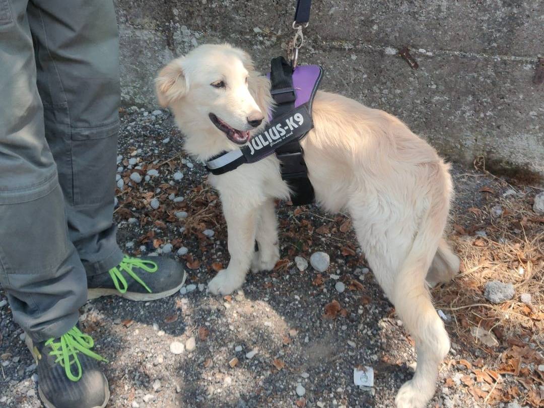 Adotta un cane, maschio, 4 mesi, Lucca