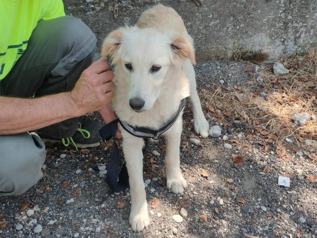 Adotta un cane, taglia media, maschio, Lucca