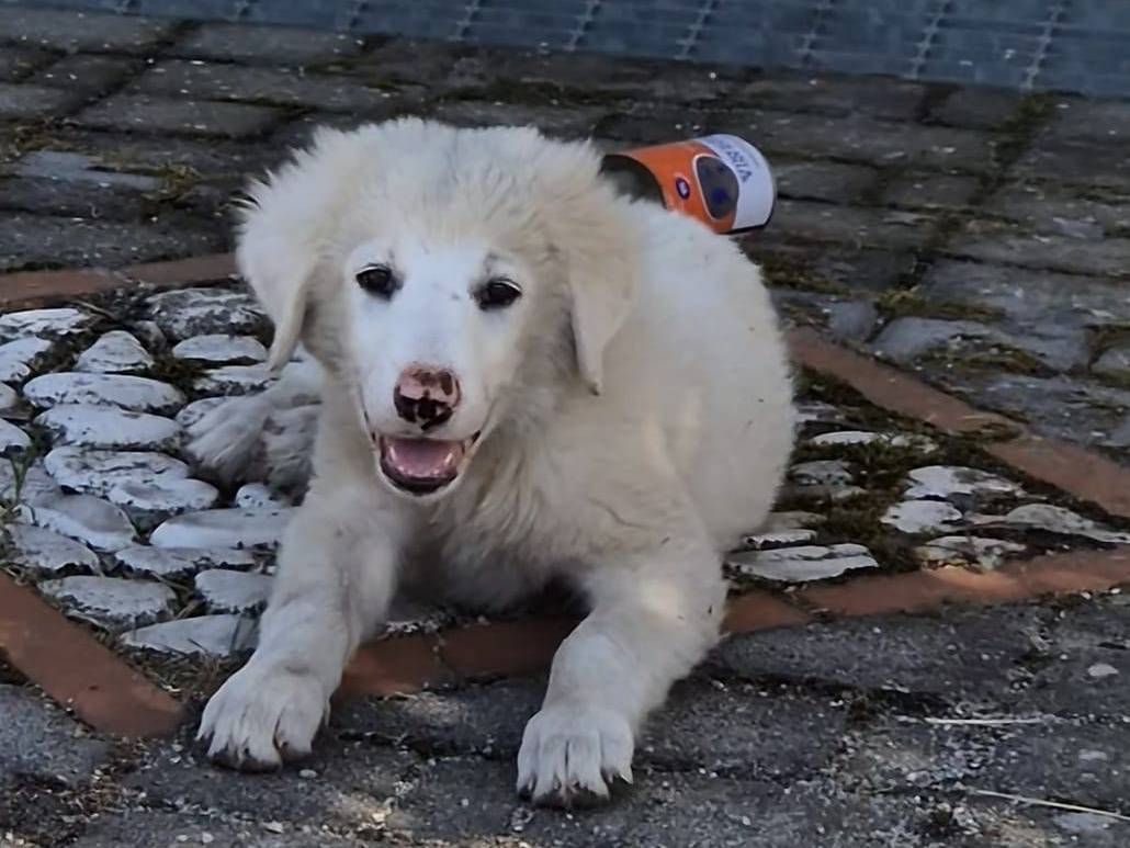 Adozione cane, femmina, Pastore maremmano Razza sconosciuta, 3 mesi, taglia media, Lucca