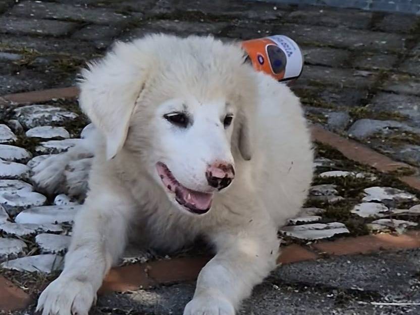 Adotta un cane, femmina, 3 mesi, Lucca