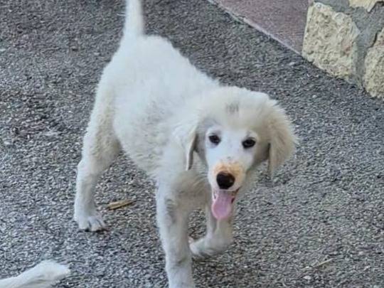 Adotta un cane, taglia media, femmina, Lucca