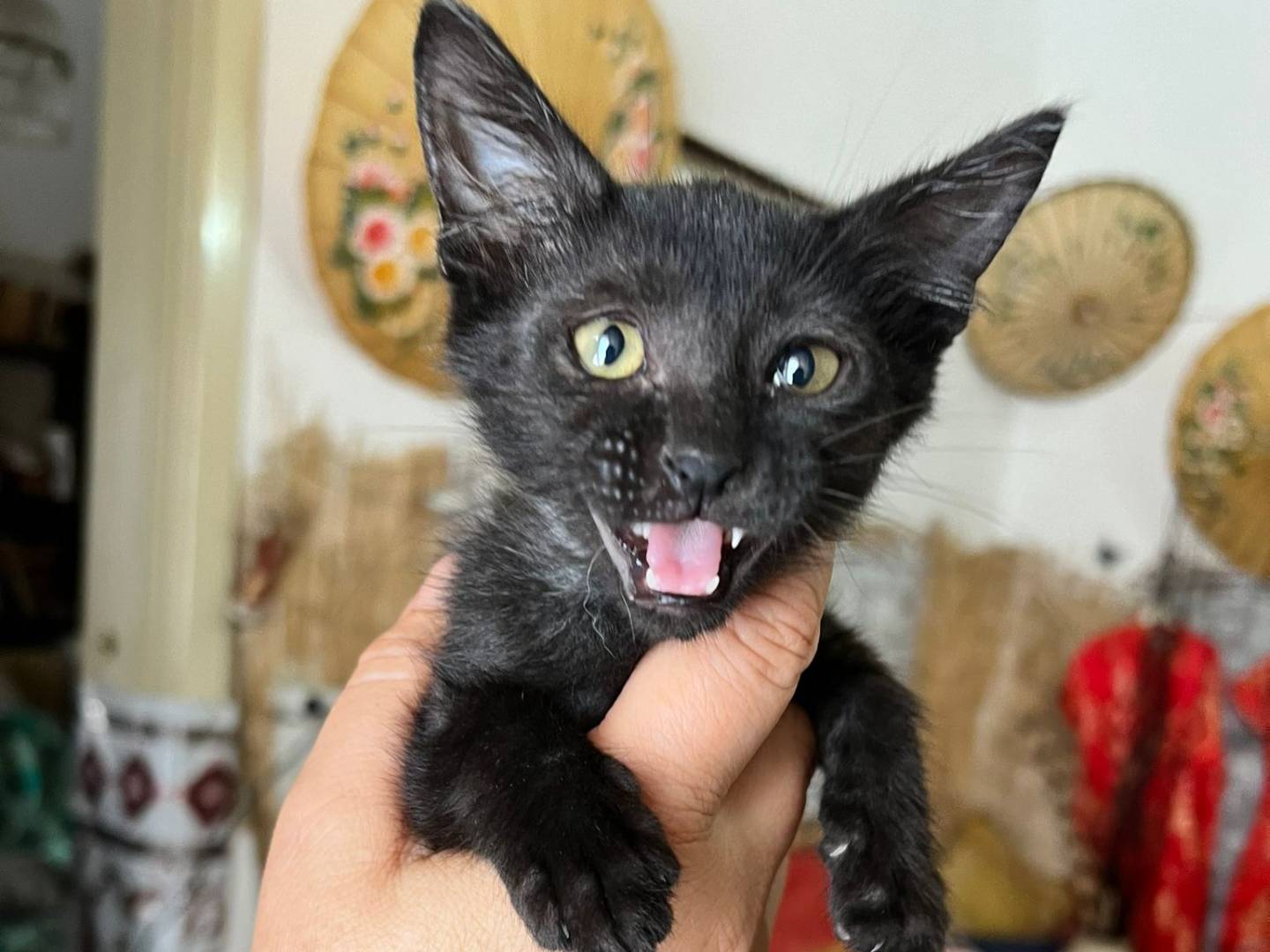 Vuoi adottare un gatto a Lecce?