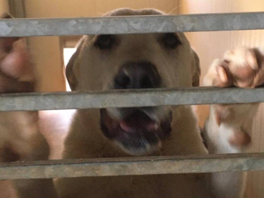Adotta un cane, maschio, 2 anni e 6 mesi, Lecce