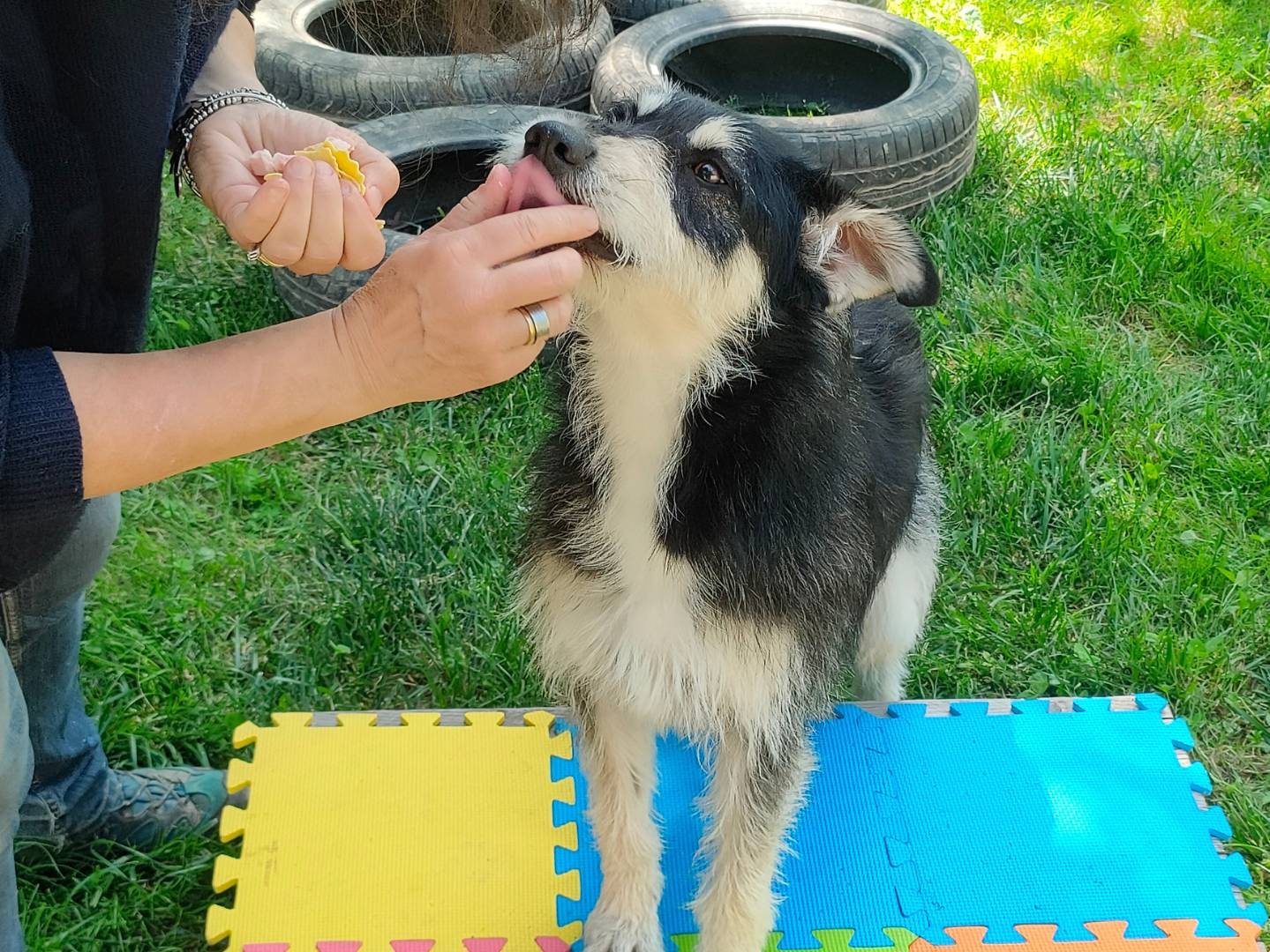 Adotta un cane, taglia media contenuta, femmina, Cuneo