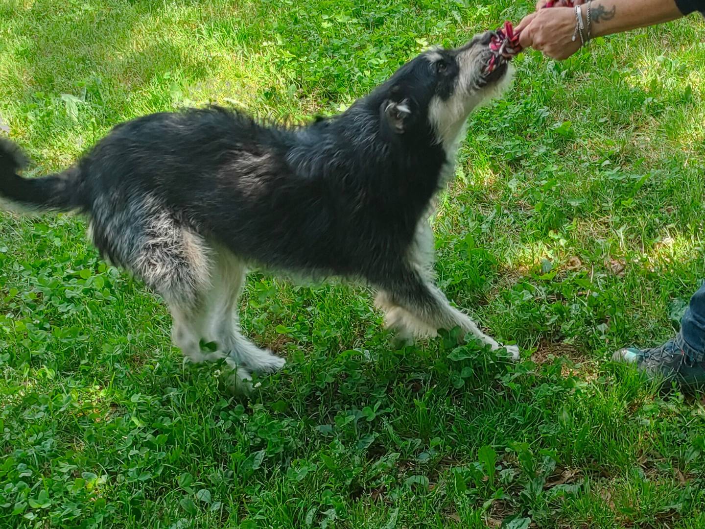 Vuoi adottare un cane a Cuneo?