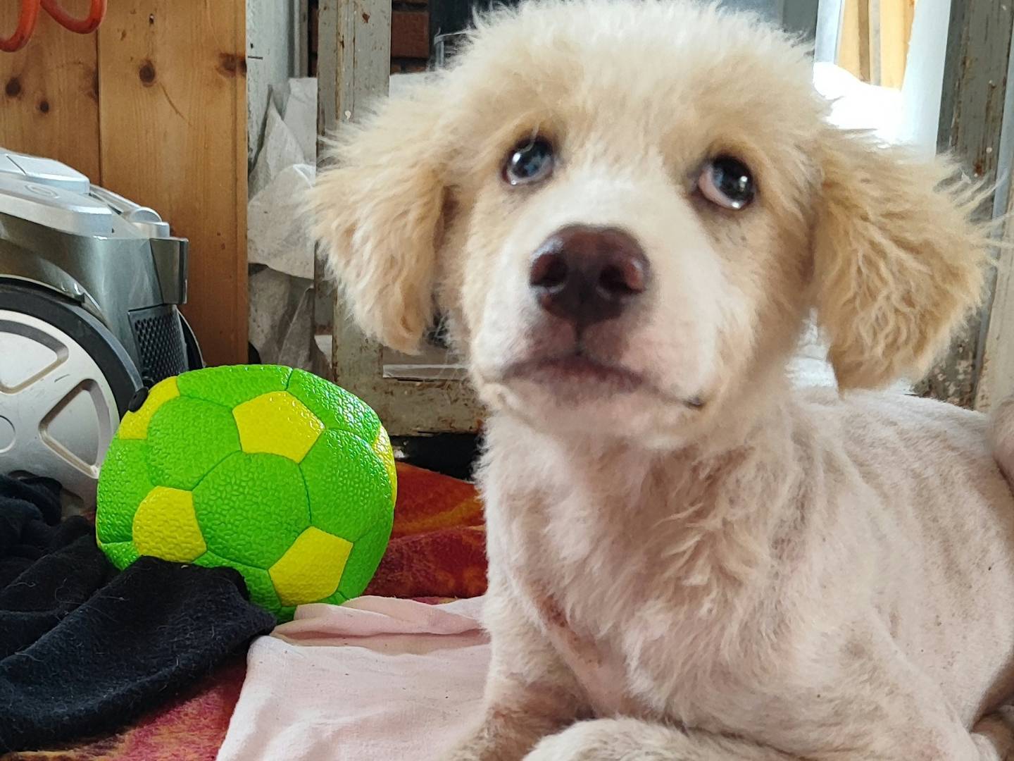 Adotta un cane, maschio, 2 mesi, Messina