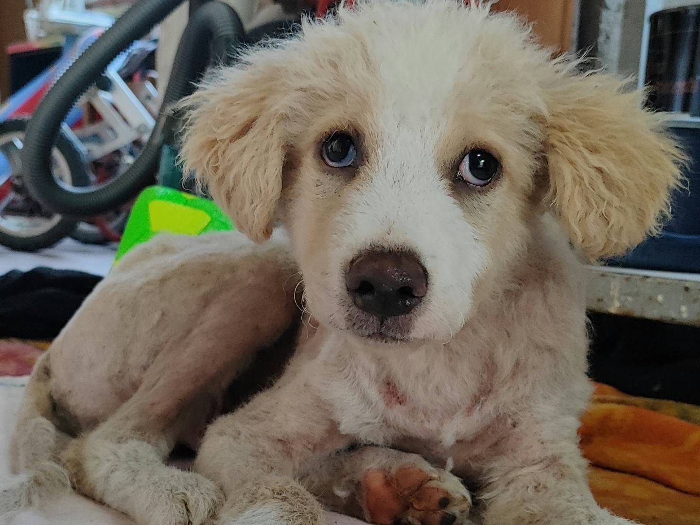 Adotta un cane, taglia grande, maschio, Messina