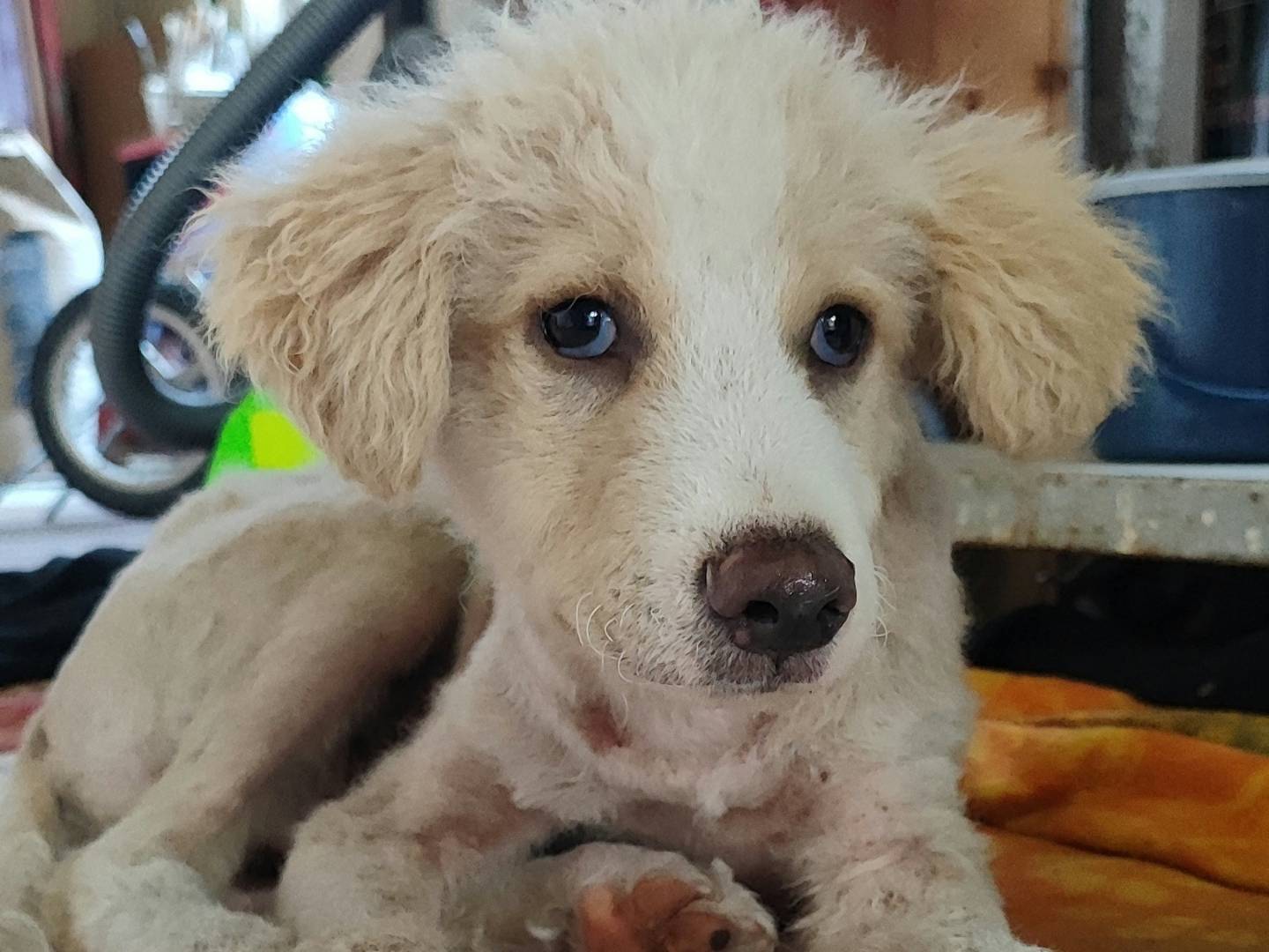 Vuoi adottare un cane a Messina?