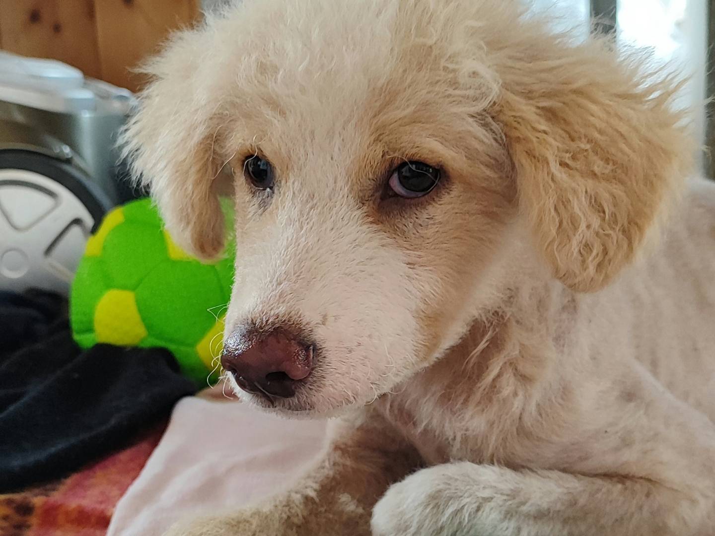 Adotta il cane SPARTACO a Messina