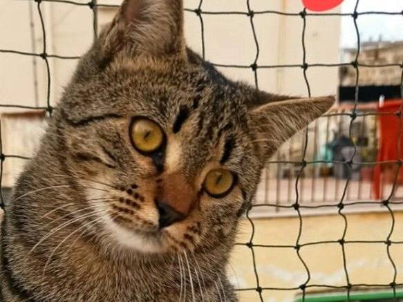 Adotta un gatto, femmina, 1 anno e 4 mesi, Milano