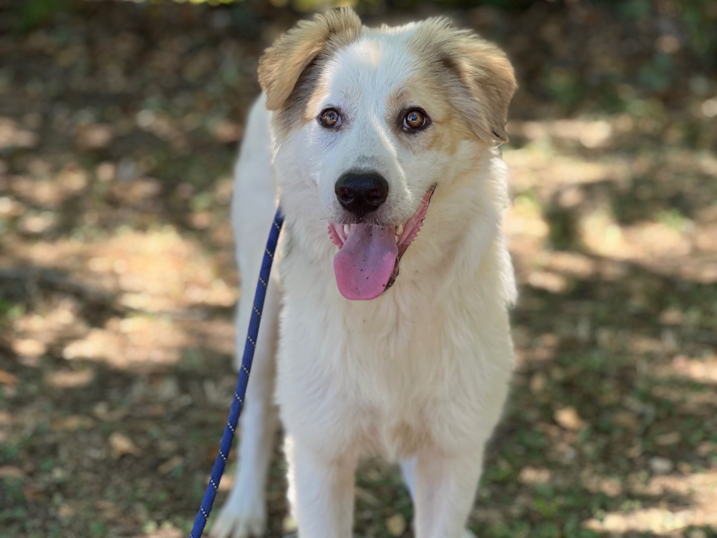 Adozione cane, maschio, Pastore australiano Razza sconosciuta, 9 mesi, taglia media, Roma