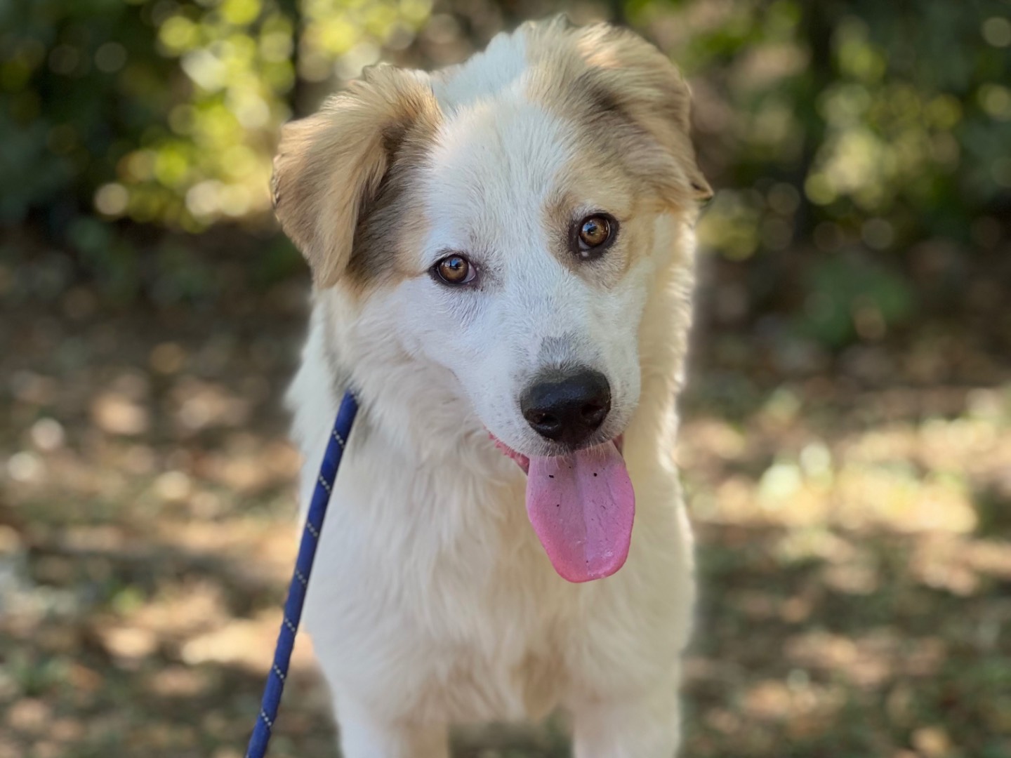 Adotta un cane, maschio, 9 mesi, Roma