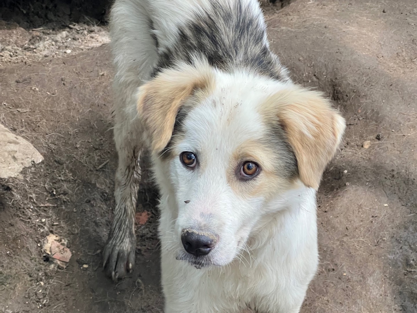 Adotta un cane, taglia media, maschio, Roma
