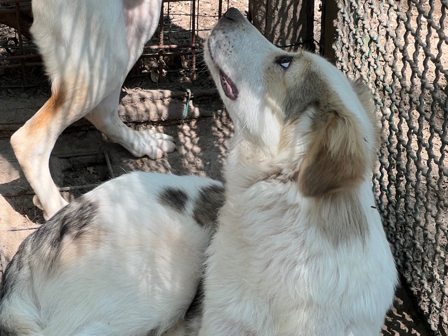 Vuoi adottare un cane a Roma?