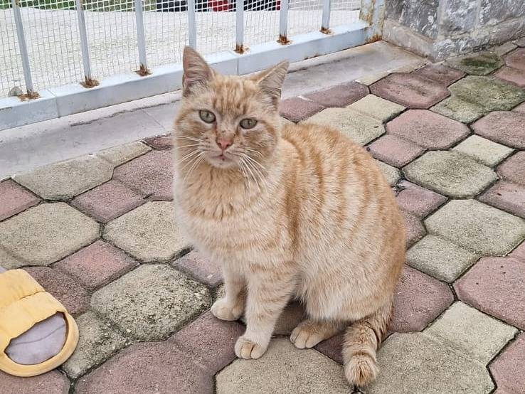 Adozione gatto, maschio, Razza sconosciuta Razza sconosciuta, 1 anno, taglia non valida, Genova