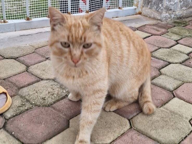 Adotta un gatto, maschio, 1 anno, Genova