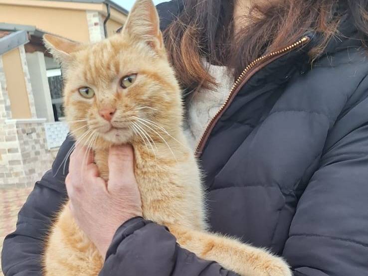 Adotta un gatto, taglia non valida, maschio, Genova