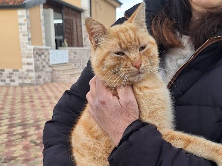 Vuoi adottare un gatto a Genova?