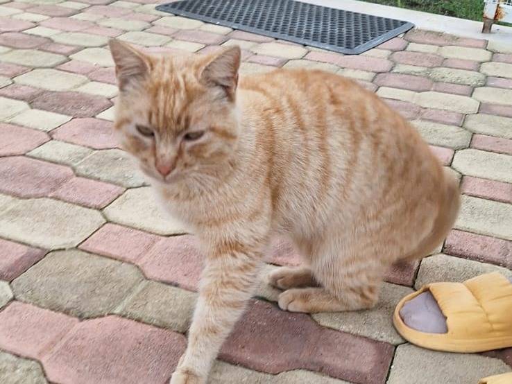 Adotta il gatto Fox a Genova