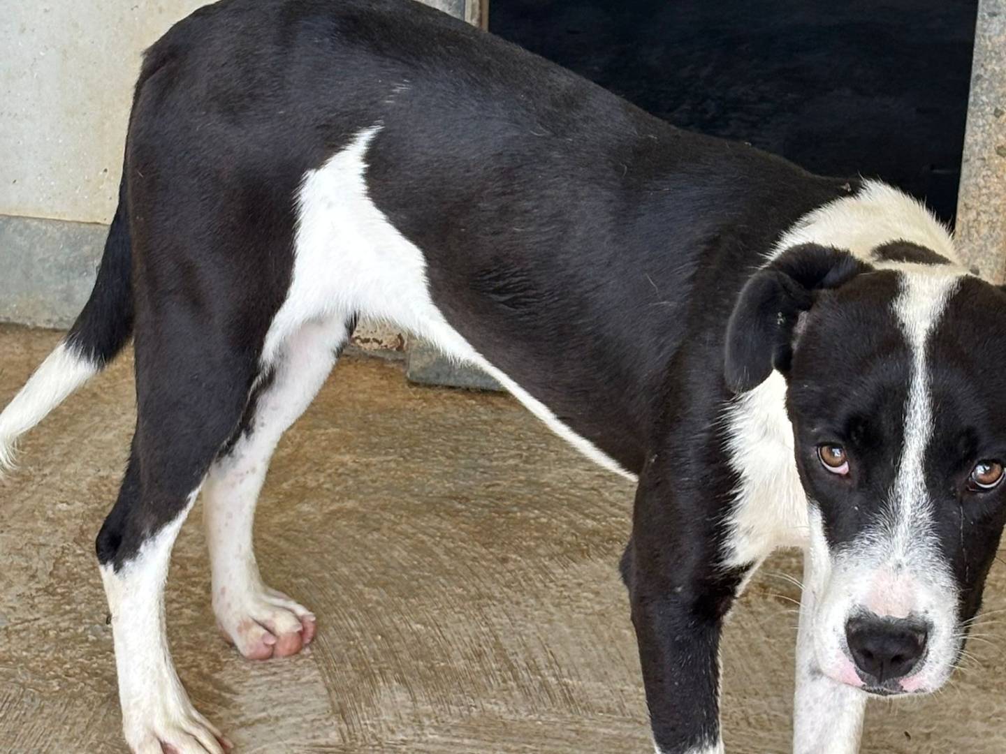 Adozione cane, femmina, Amstaff Razza sconosciuta, 7 mesi, taglia media, Ragusa