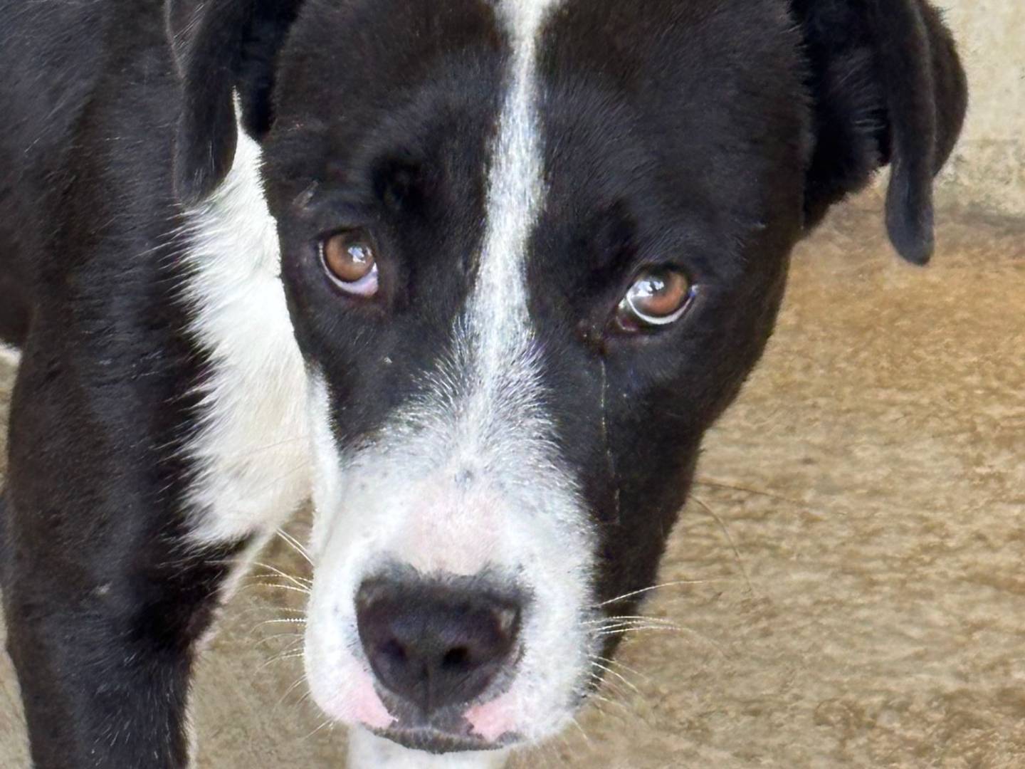 Adotta un cane, femmina, 7 mesi, Ragusa