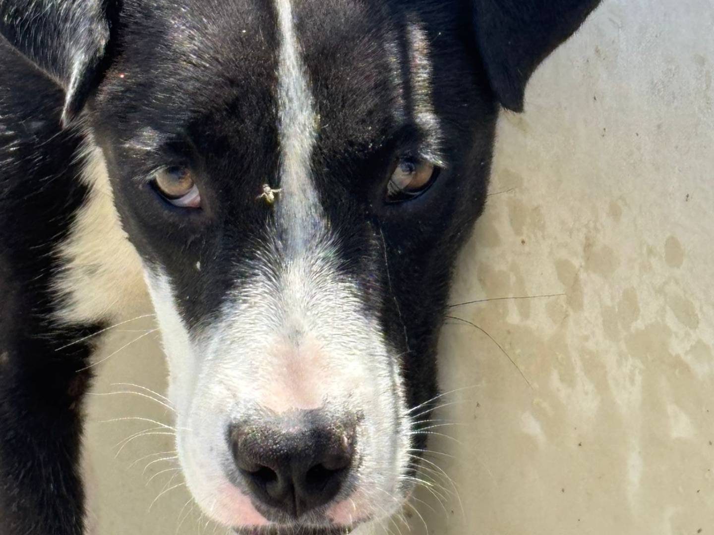 Adotta un cane, taglia media, femmina, Ragusa