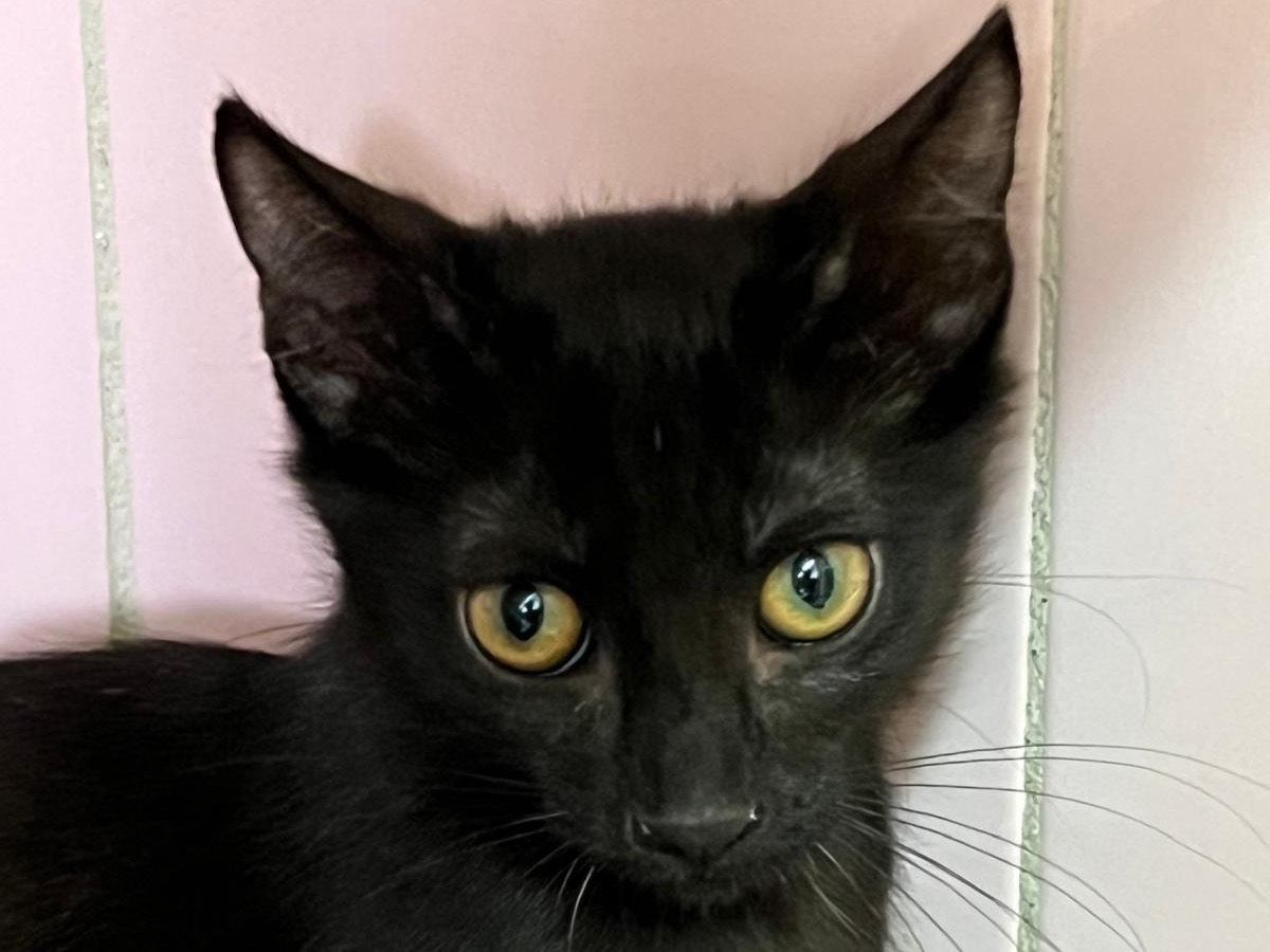 Adozione gatto, femmina, Razza sconosciuta Razza sconosciuta, 3 mesi, taglia non valida, Milano