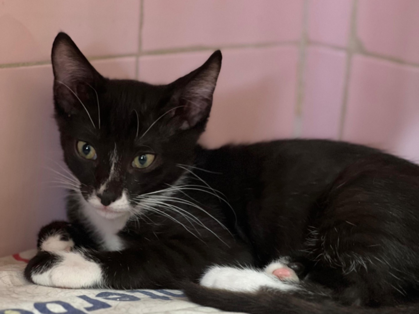Adozione gatto, maschio, Razza sconosciuta Razza sconosciuta, 3 mesi, taglia non valida, Milano