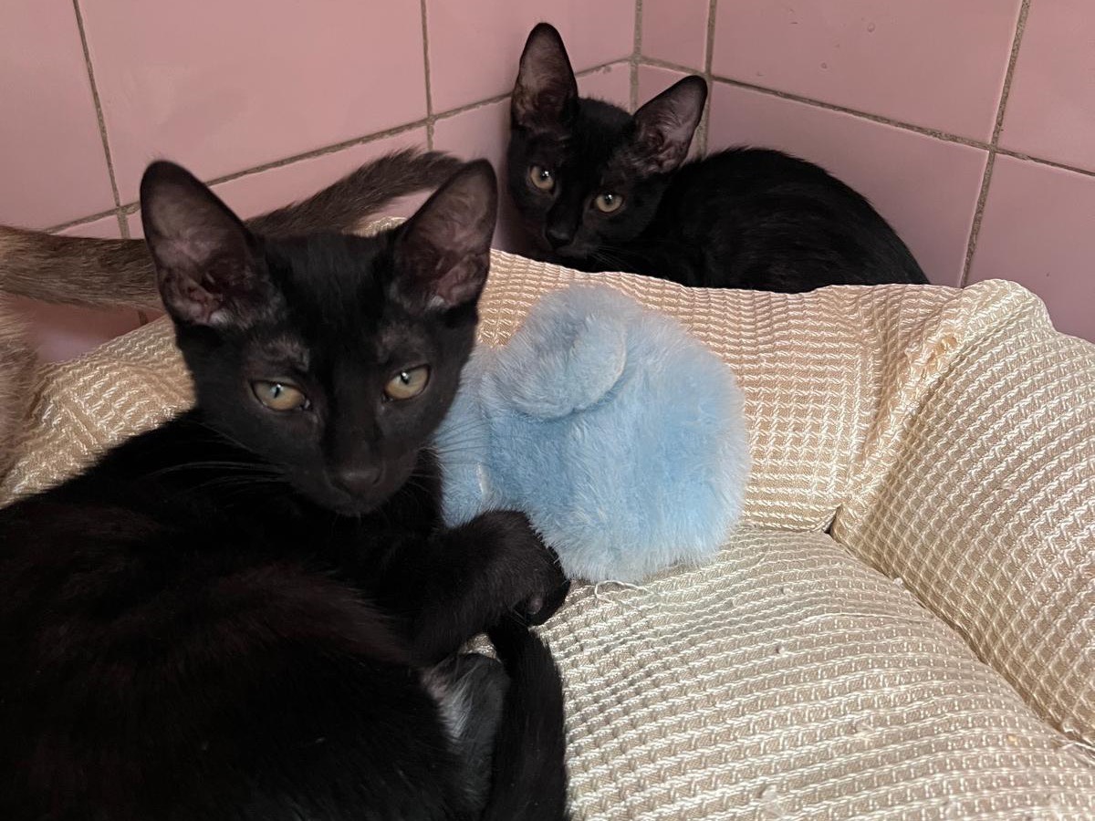 Adozione gatto, femmina, Razza sconosciuta Razza sconosciuta, 3 mesi, taglia non valida, Milano