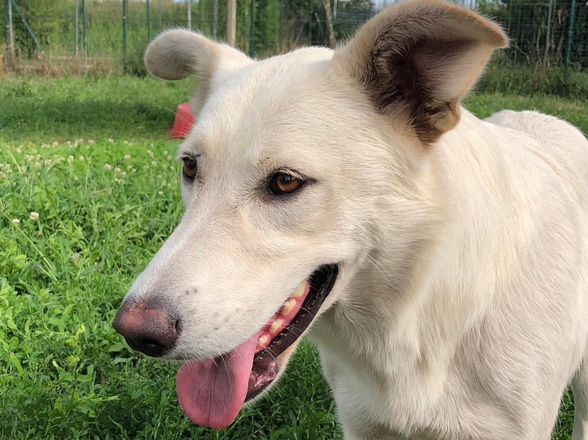 Vuoi adottare un cane a Treviso?
