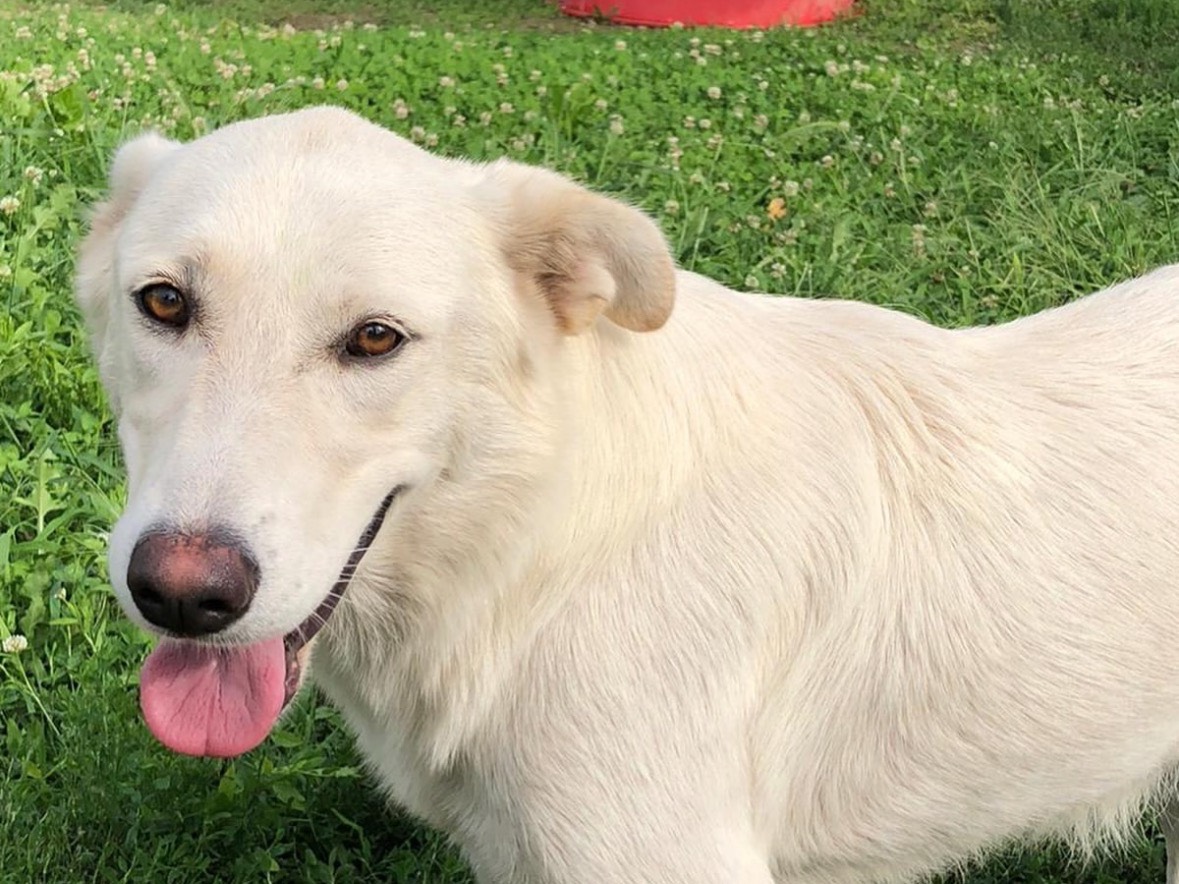 Adotta il cane Martina  a Treviso